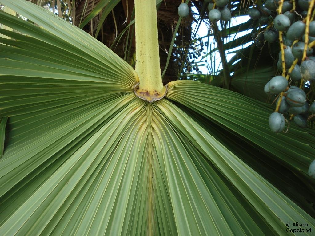 Chinese Fan Palm leaf stem