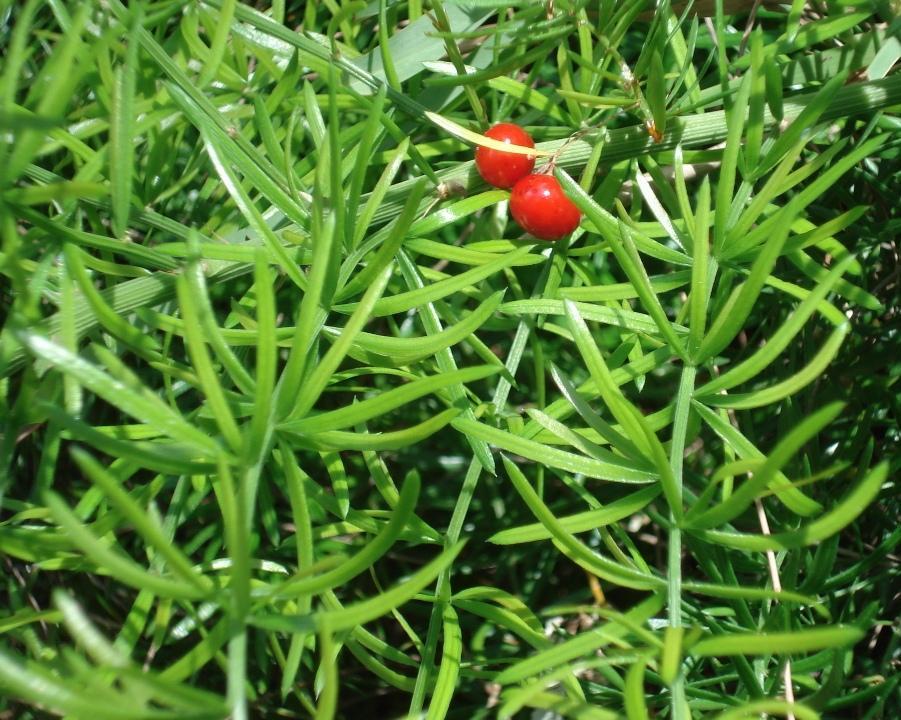 Asparagus Fern