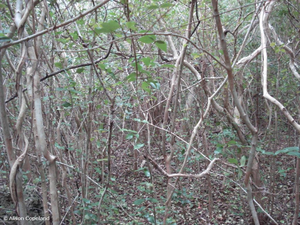 Invasive cherry forest