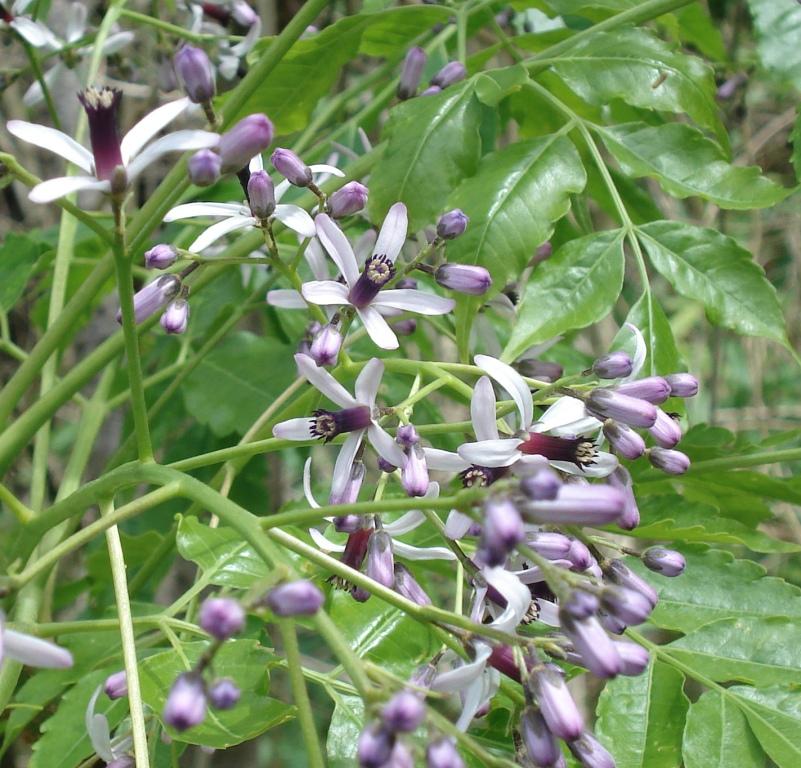 Pride of India flowers