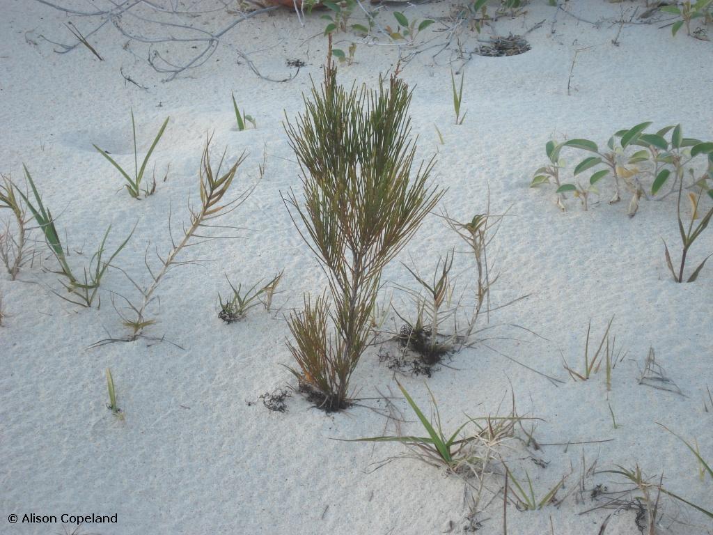 Casuarina seedling in sand