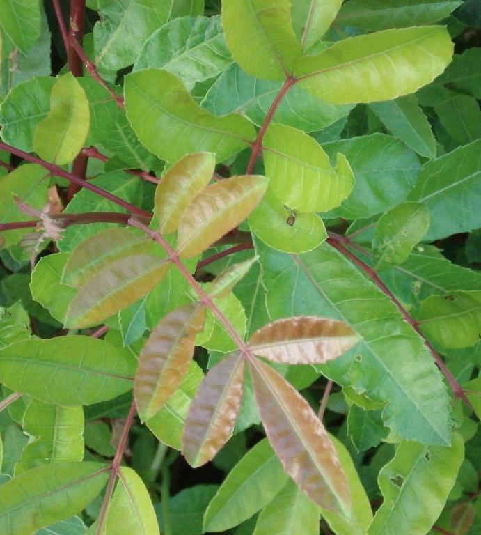 Brazil Pepper leaves