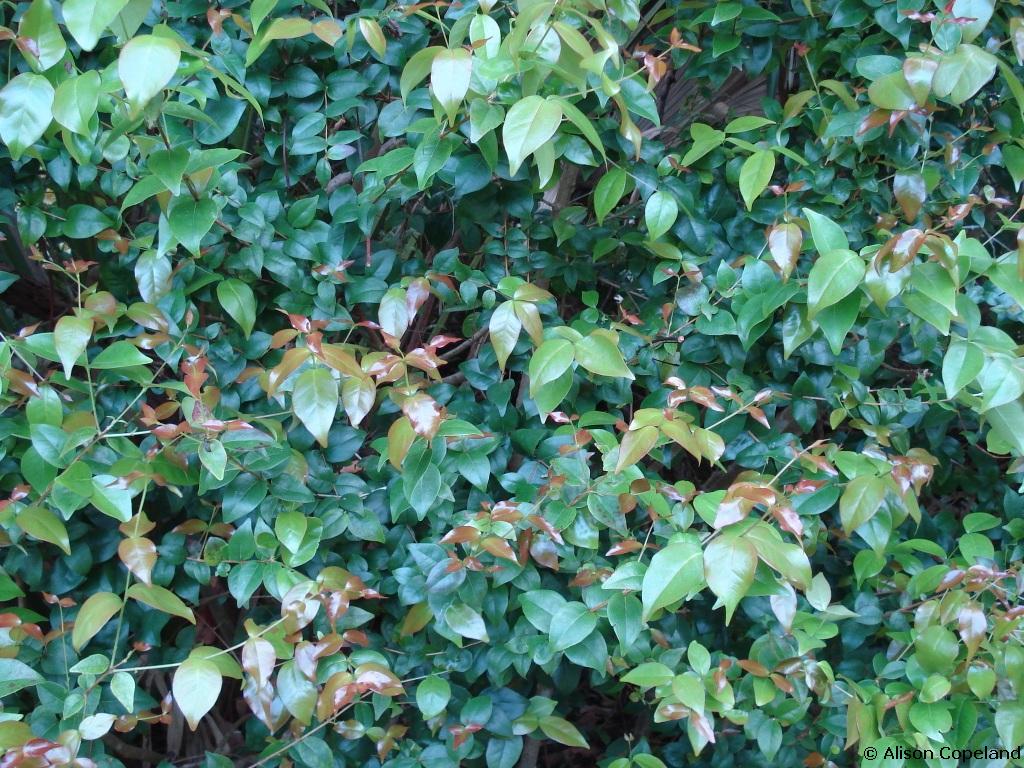 Surinam Cherry leaves 