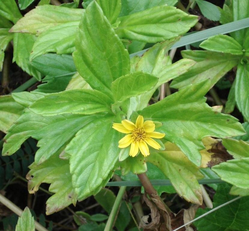 Wedelia or Seaside Creeping Daisy