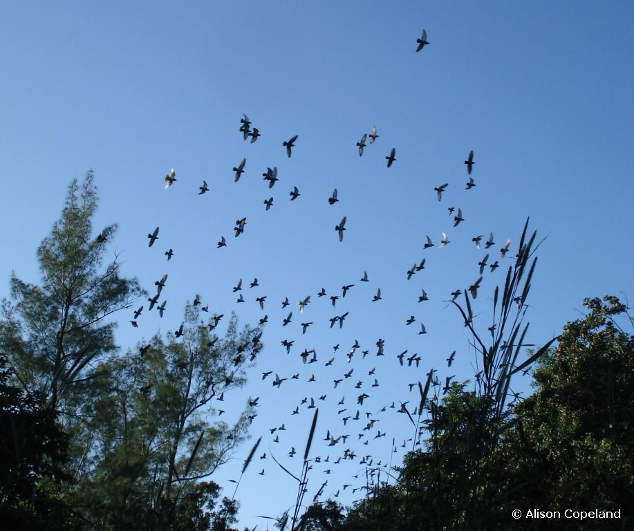 Flock of Pigeons