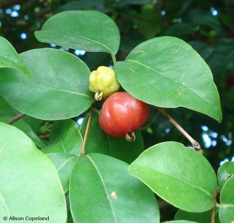 Surinam Cherry Fruit