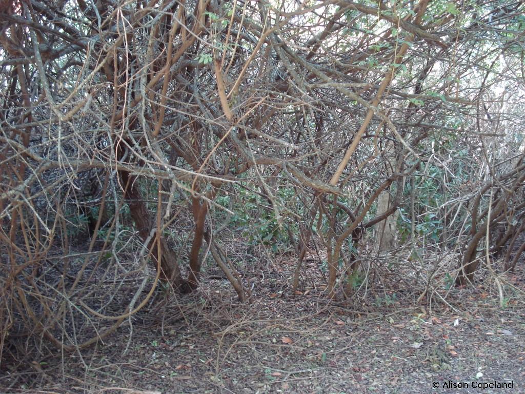 Pepper thicket Hog Bay Park