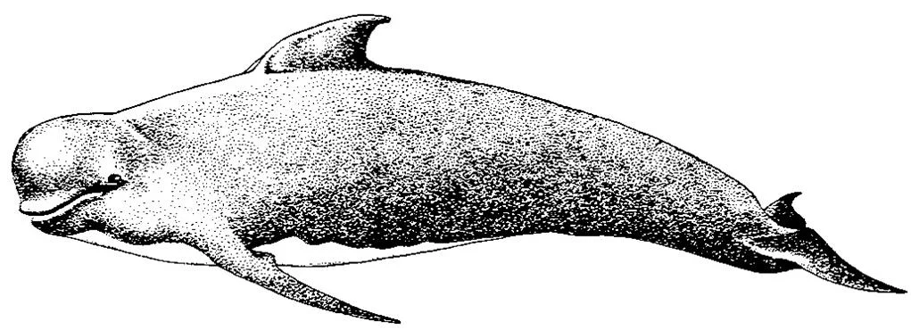Atlantic Pilot Whale.jpg