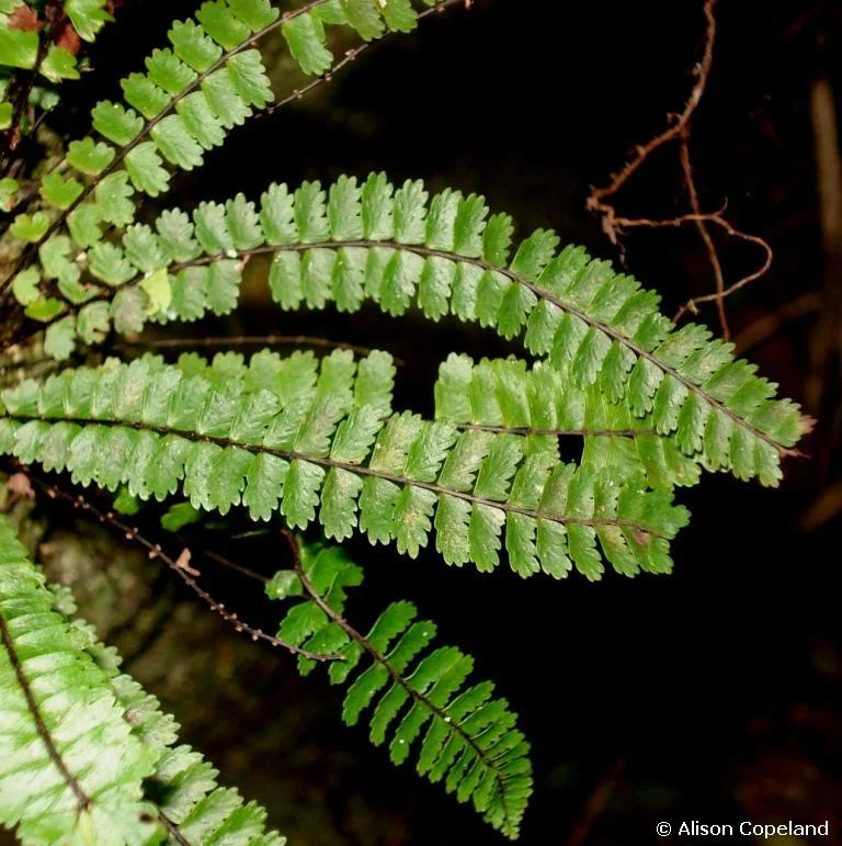 Long Spleenwort growing from a Bermuda stone chimney