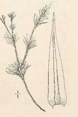 Bermuda Campylopus Moss