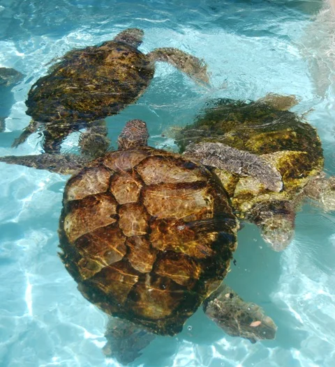 Aquarium — The Department of Environment and Natural Resources