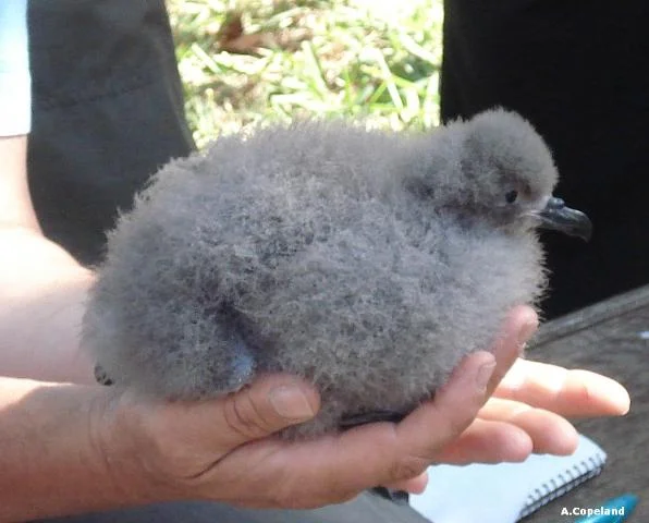 'Somers', the first Cahow chick born on Nonsuch Island since 1620