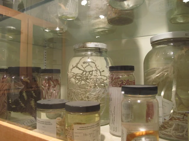 Natural History Museum Collections