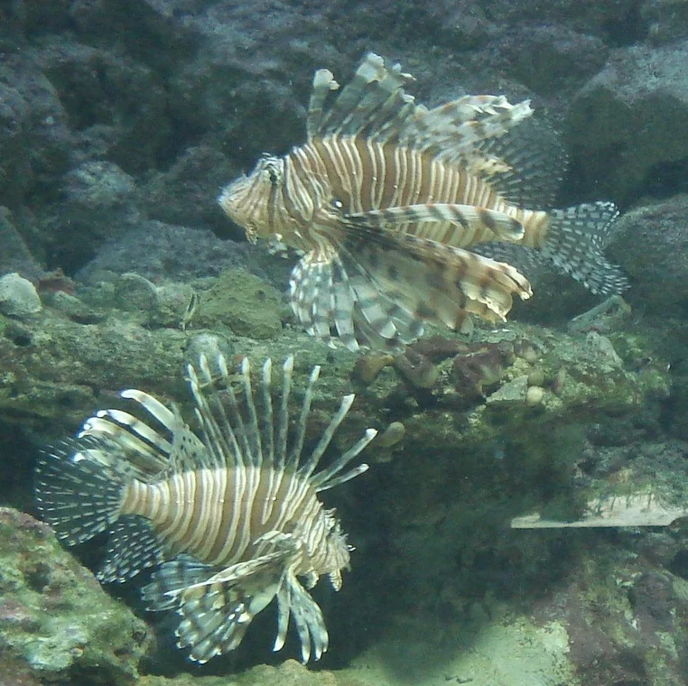 Taming the Lionfish