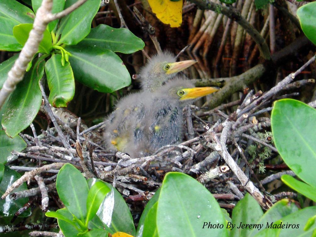 Green Heron Chicks