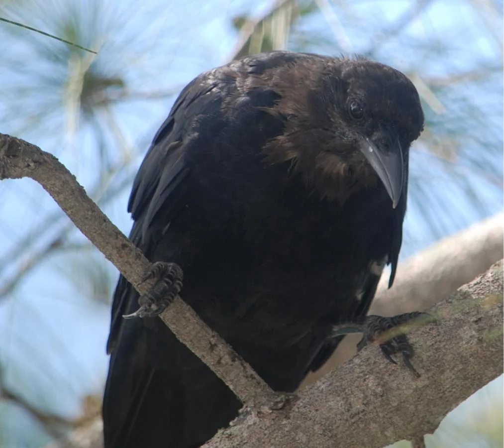 Crow Description American Crow — The Department of Environment and Natural Resources