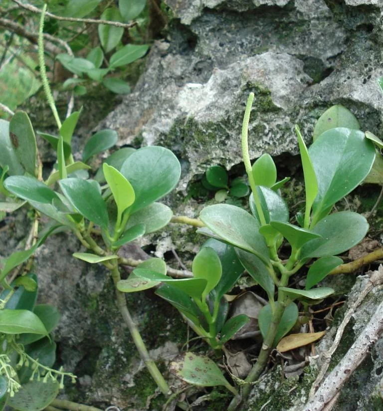 Wild Bermuda Pepper