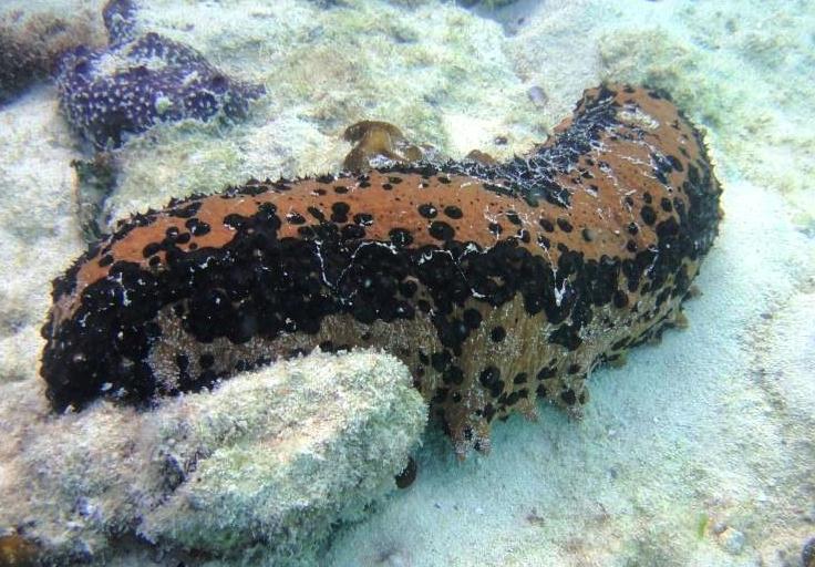 Sea Pudding or Sea Cucumber