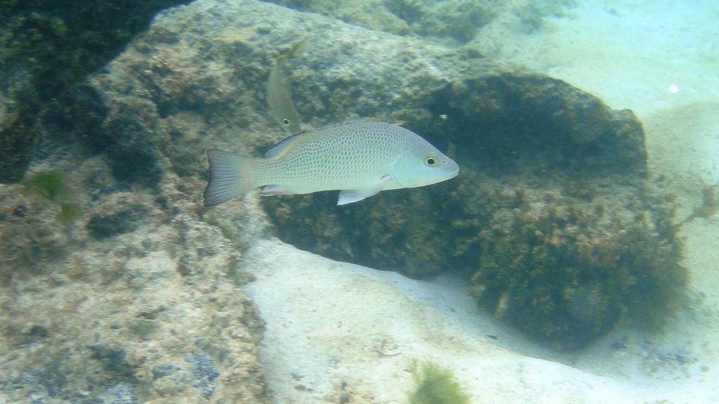 Grey Snapper