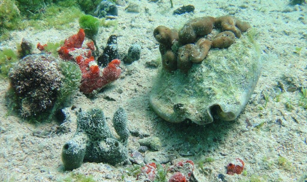 Harbour Conch