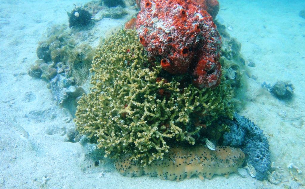 Oculina Coral and Sea Puddings