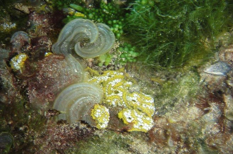 Lacy Sea Squirt