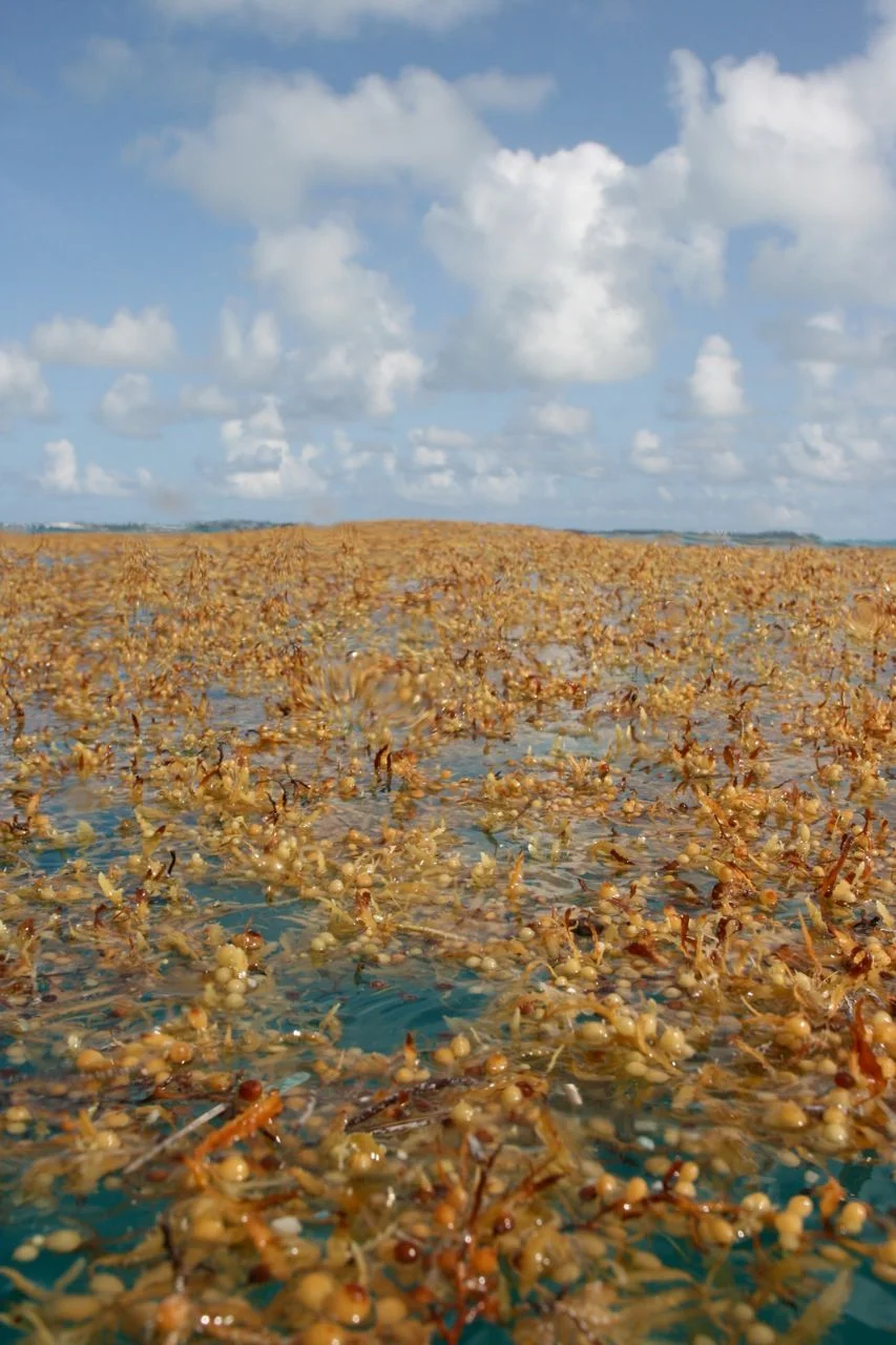 Bermuda Sargassum raft