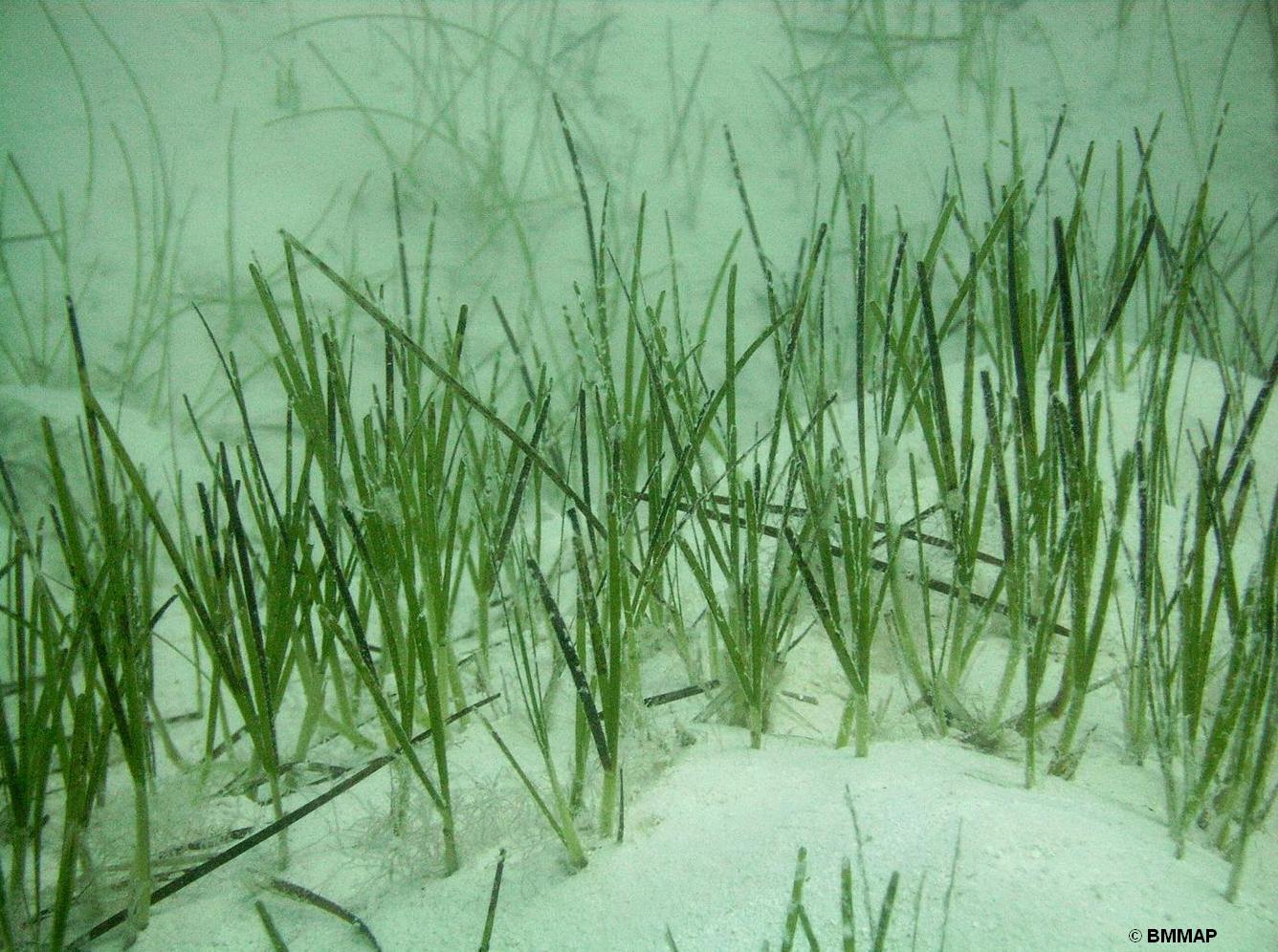 Shoal Grass - Halodule sp.