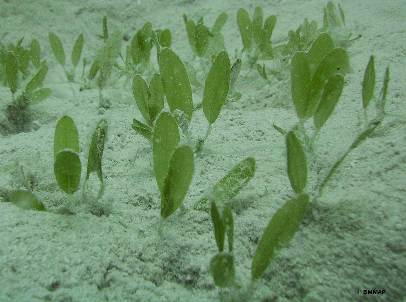 Paddle Grass - Halophila decipiens
