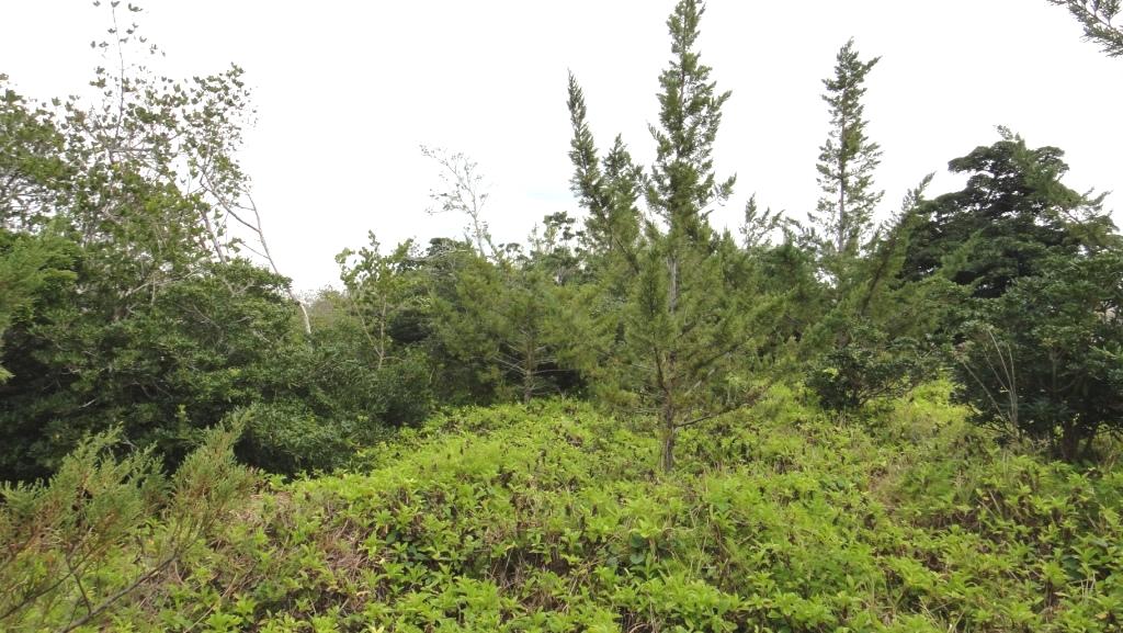 shelly bay replanting area_c.JPG