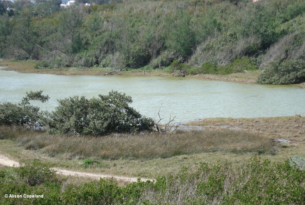 saltmarsh and pond sppond.JPG