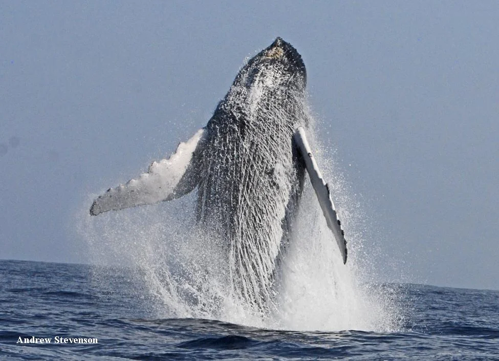Humpback whale breaching off Bermuda