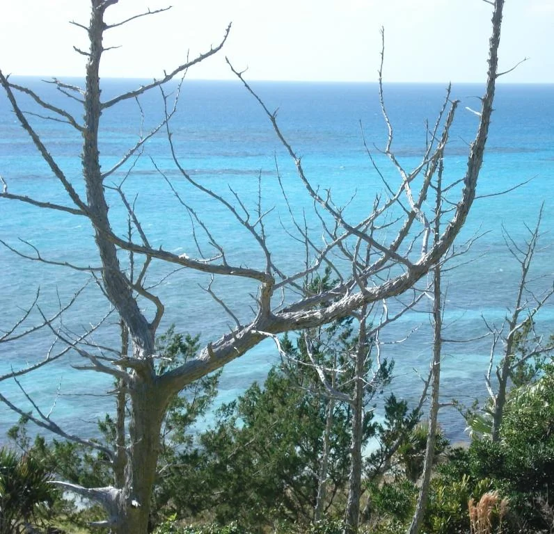 Cedars killed by the blight at Hog Bay Park