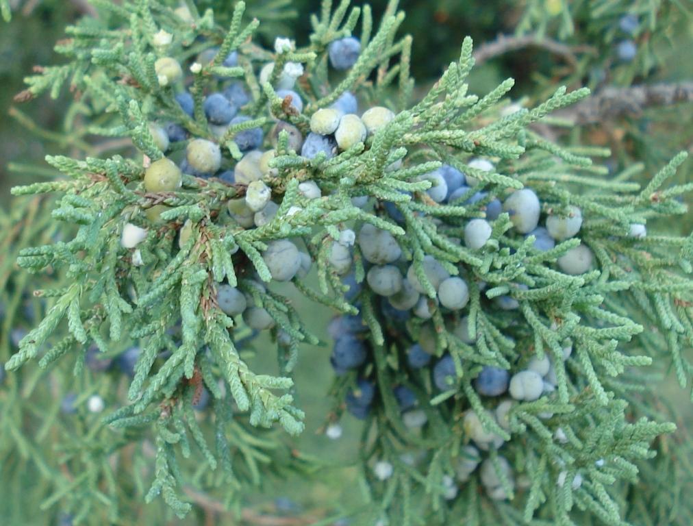 Bermuda Cedar berries are only produced by female trees