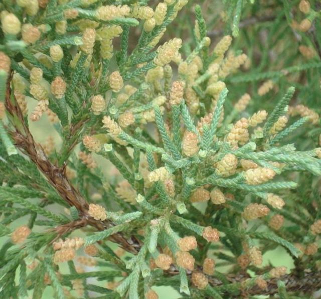 Male flowers