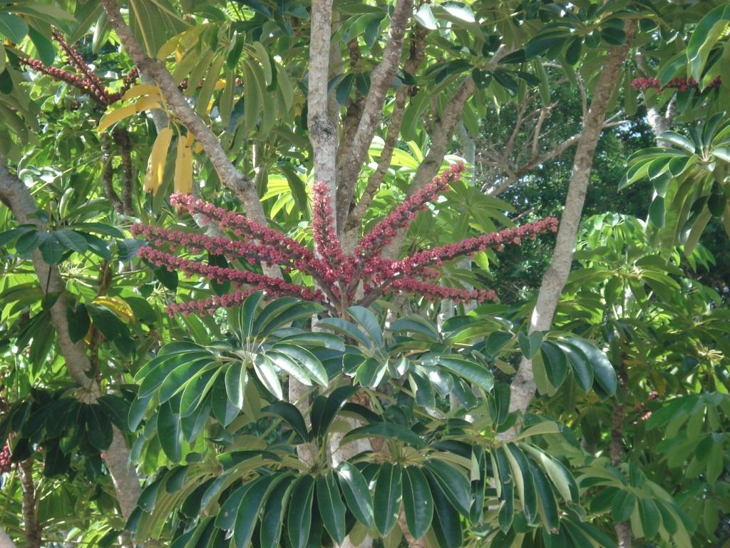 Invasive Queensland Umbrella Tree