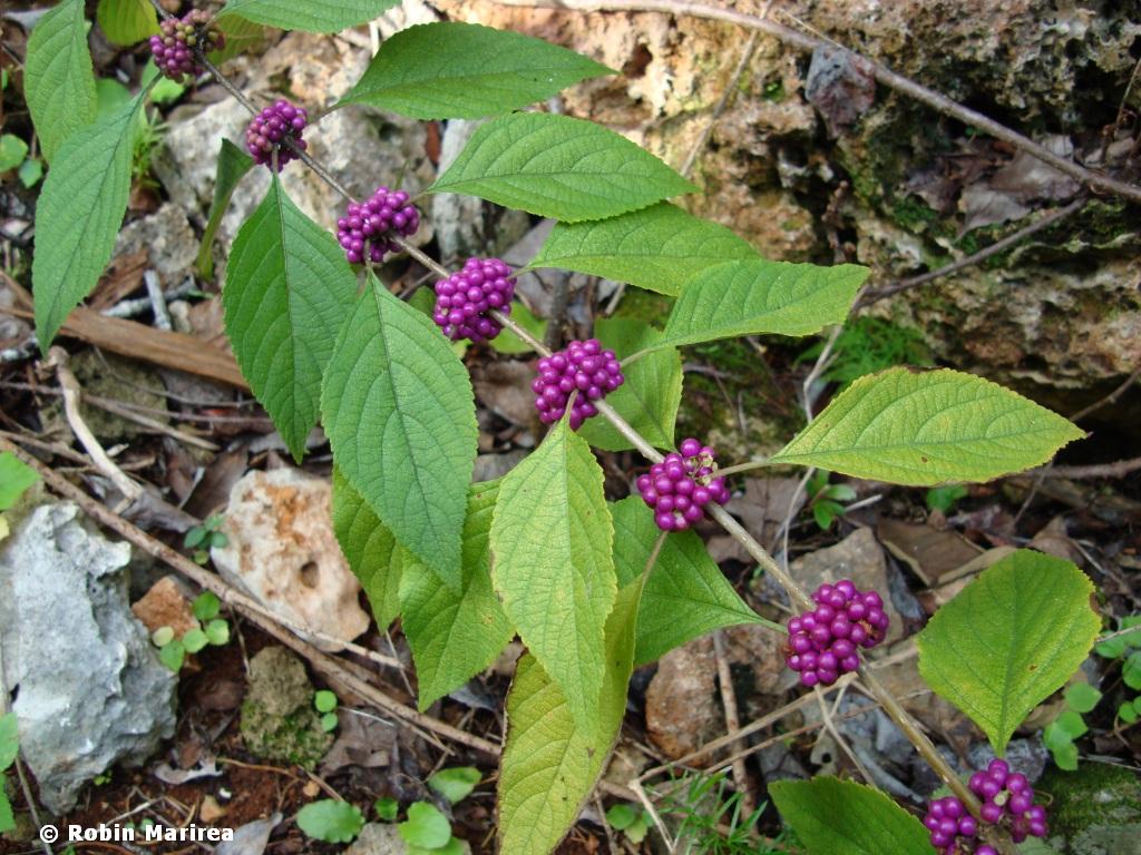 Native Turkey Berry