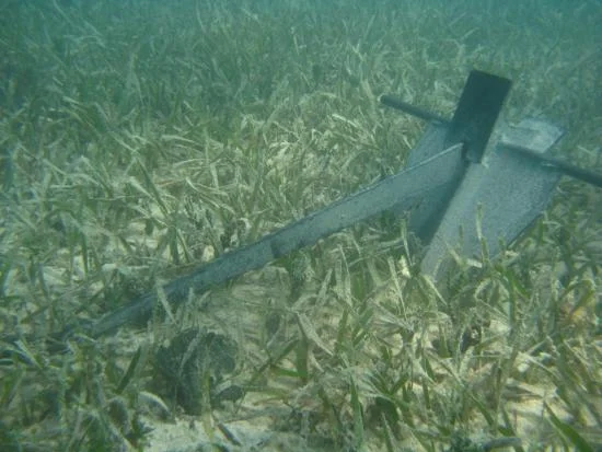Please don't drop your anchor in a seagrass bed