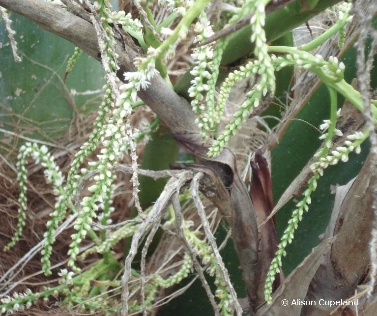 Palmetto flowers