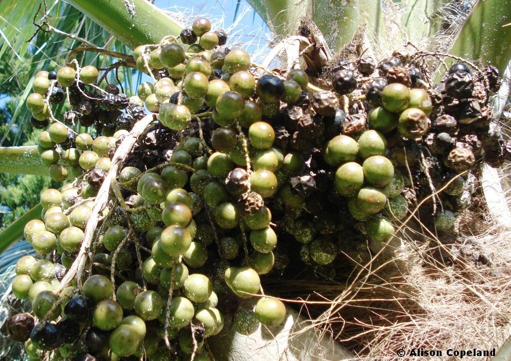 Palmetto berries