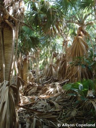 Palmetto Forest, Butterfield Reserve