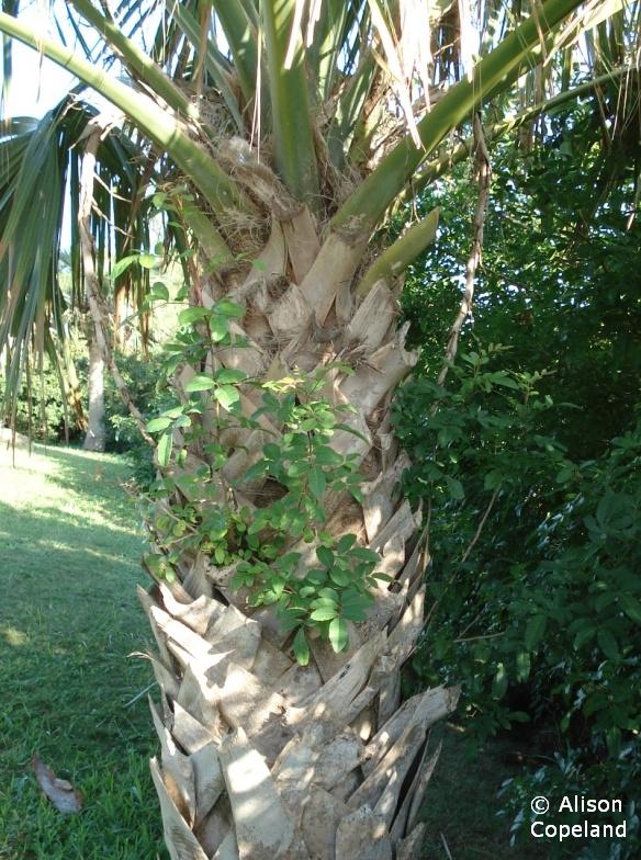 Brazil Pepper growing on the trunk of an endemic Palmetto