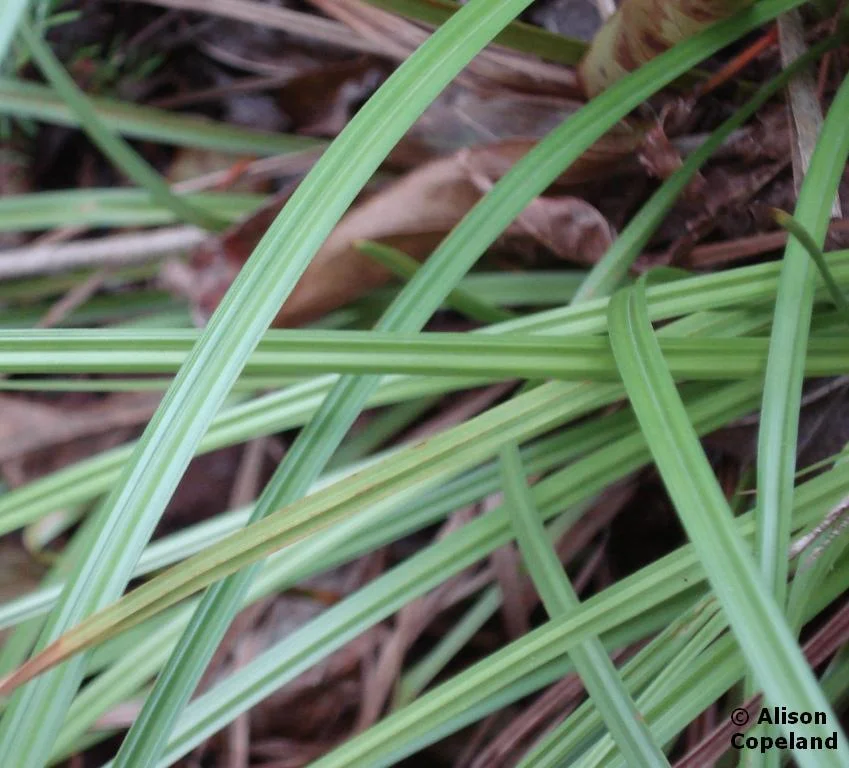 Bermuda Sedge