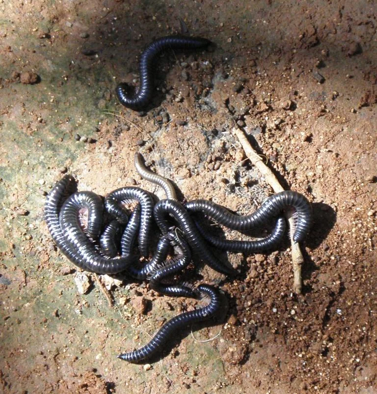 Church worms