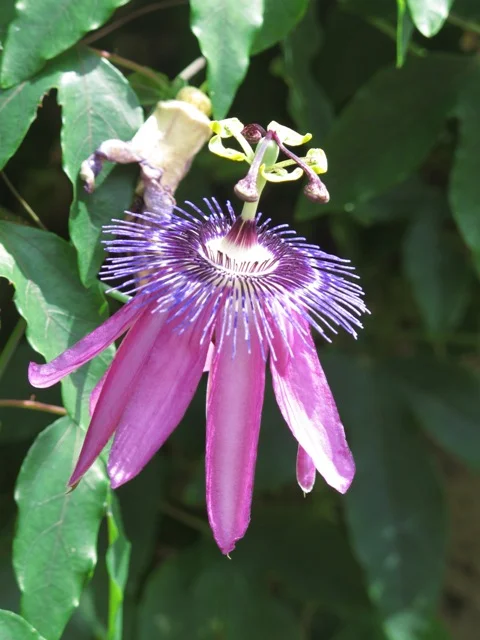 Passionflower
