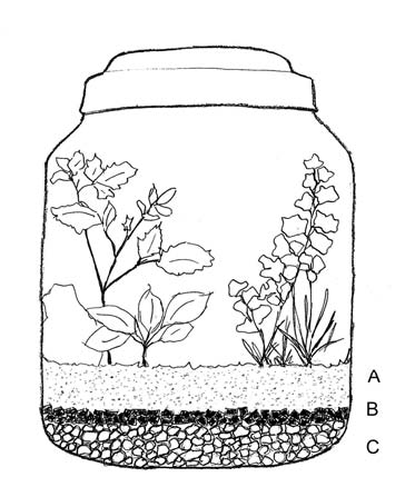 Different sources of information will give slightly different, but still correct, methods for assembling a terrarium. This illustration shows a planted terrarium with layers of (A) potting mix, (B) charcoal, (C) drainage material. The additional layer of sphagnum or peat moss is recommended but considered optional. If used, the layer of moss should be placed between layers (B) and (C).