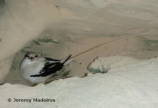 Adult longtail on a nest