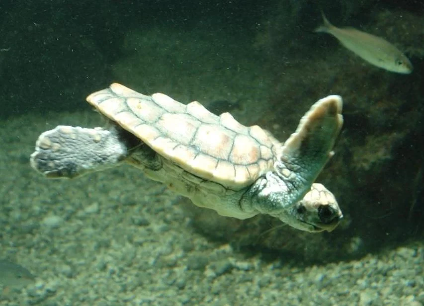 Juvenile Loggerhead Turtle that was rehabilitated at the Bermuda Aquarium after stranding. 