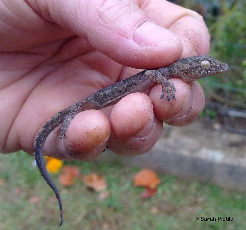 House Gecko captured in Paget. Photo by Sarah Pietila. 