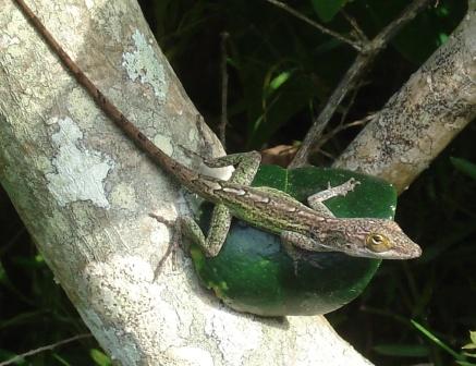 Female Antiguan Anole (Warwick Lizard)